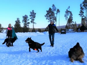 Kennel Hundhamaren