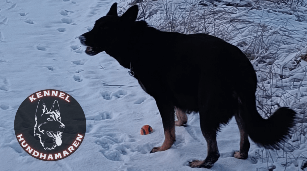 Hvor mange valper kan en hund få?