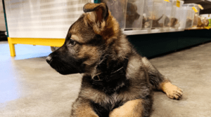 Schæfer valper til salgs