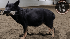 Tegn på fødsel hund