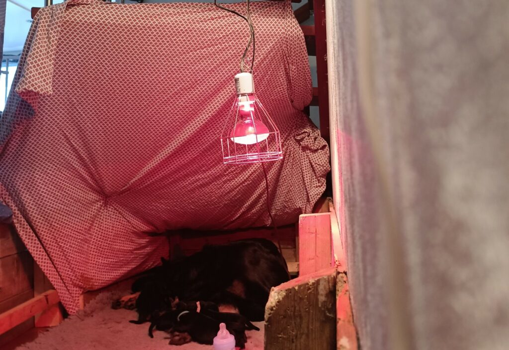 Varmelampe til valper