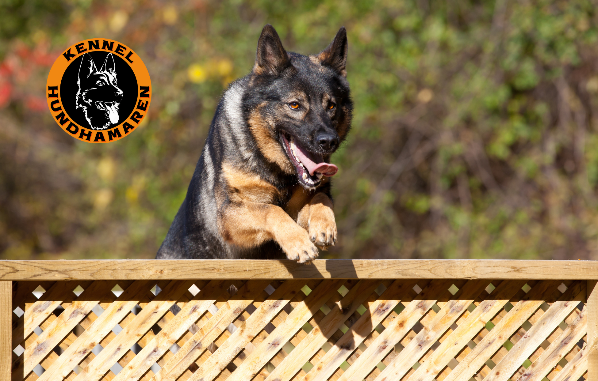 Typiske egenskaper ved brukshunder